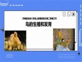 济南版生物八上2.3 鸟的生殖和发育  课件+教案+练习