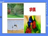 济南版生物八上2.3 鸟的生殖和发育  课件+教案+练习