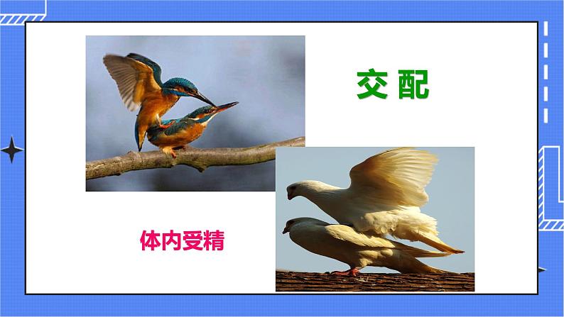 济南版生物八上2.3 鸟的生殖和发育  课件+教案+练习06