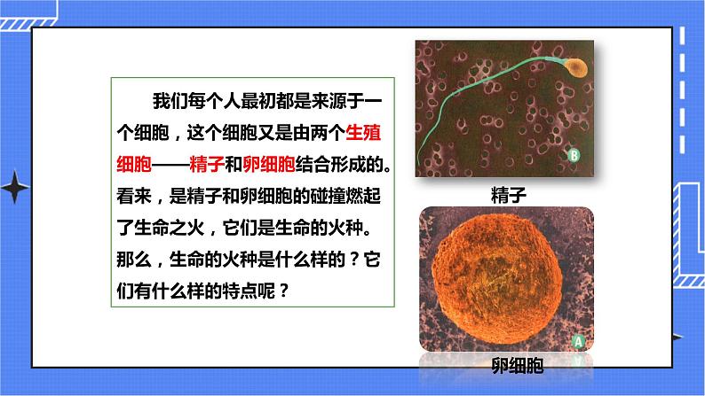 济南版生物八上3.1 婴儿的诞生  课件+教案+练习03