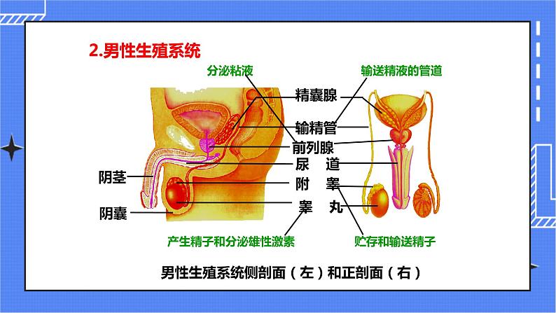 济南版生物八上3.1 婴儿的诞生  课件+教案+练习07