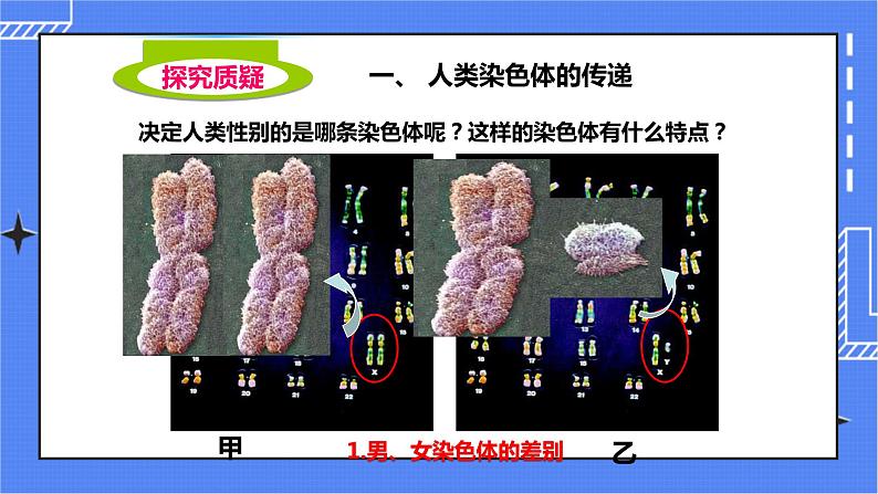 济南版生物八上4.3人类染色体与性别决定   课件+教案+练习05