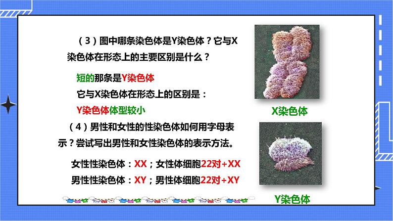 济南版生物八上4.3人类染色体与性别决定   课件+教案+练习07