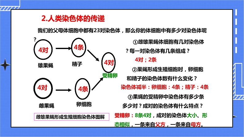 济南版生物八上4.3人类染色体与性别决定   课件+教案+练习08