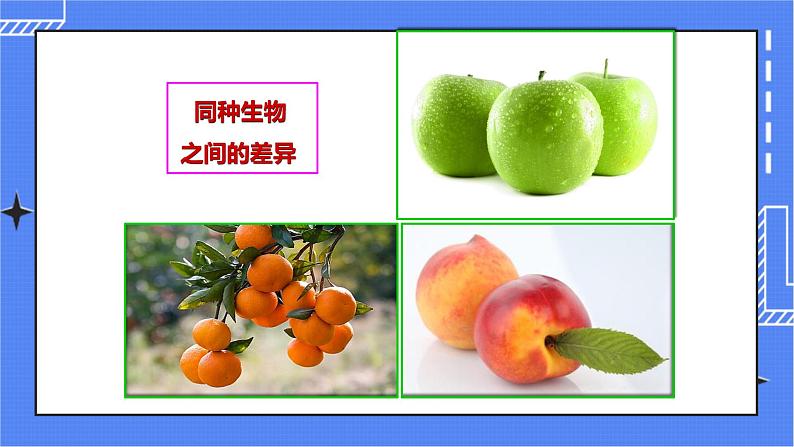 济南版生物八上4.4生物的变异  课件+教案+练习05