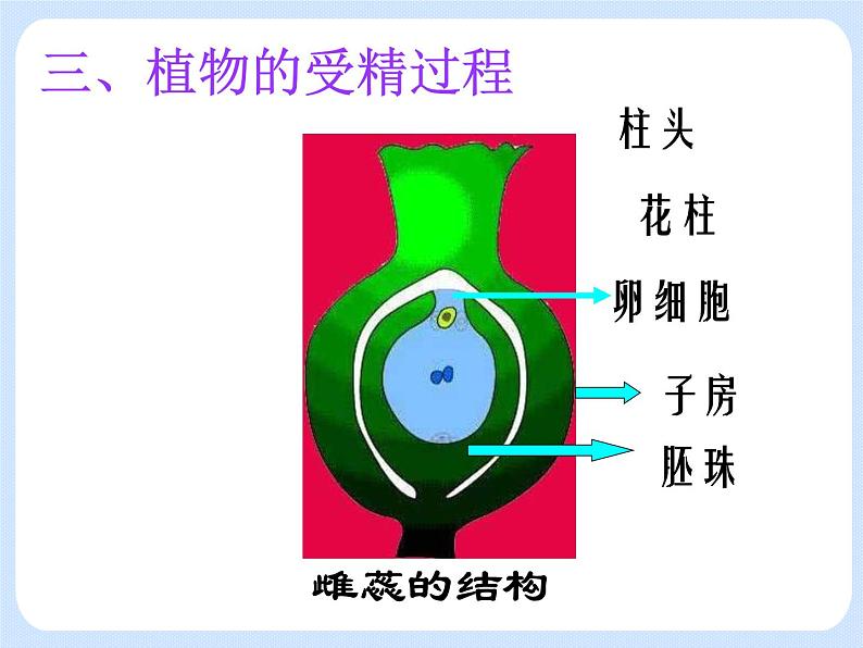 4.1 《植物——花的结构和植物的繁殖》 课件第4页