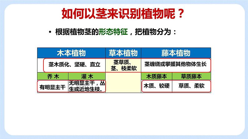 4.1《植物----我们身边的植物 》课件03