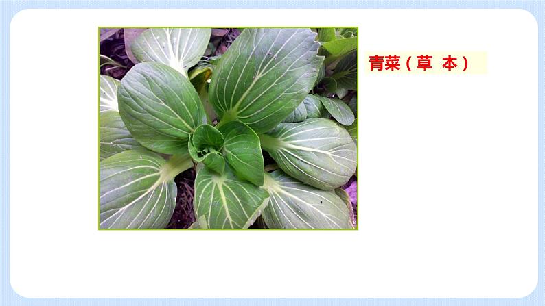 4.1《植物----我们身边的植物 》课件06