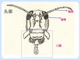 4.2《 动物——观察和解剖一种常见无脊椎动物》（实验）课件