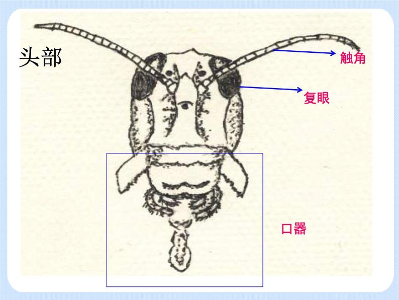 4.2《 动物——观察和解剖一种常见无脊椎动物》（实验）课件04