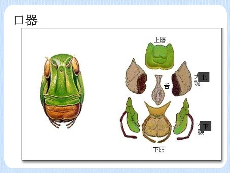 4.2《 动物——观察和解剖一种常见无脊椎动物》（实验）课件06