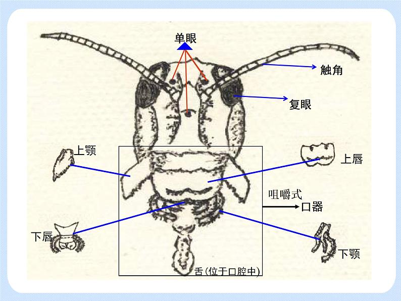 4.2《 动物——观察和解剖一种常见无脊椎动物》（实验）课件07