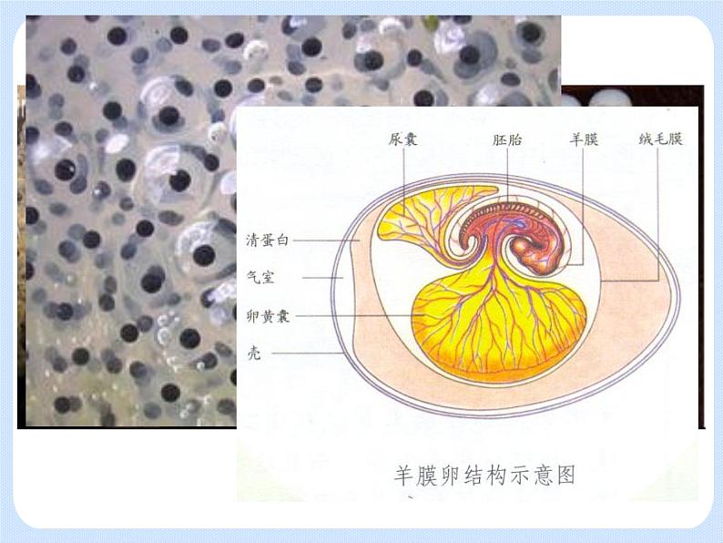 4.2《动物——两栖类、爬行类》 课件05