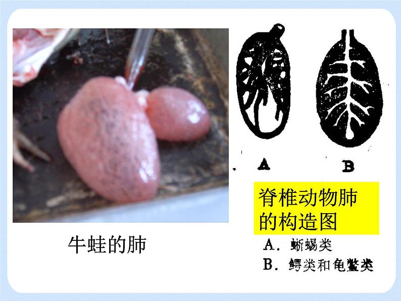 4.2《动物——两栖类、爬行类》 课件06