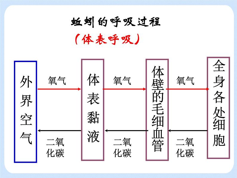 4.2《动物——环节动物、软体动物》课件06