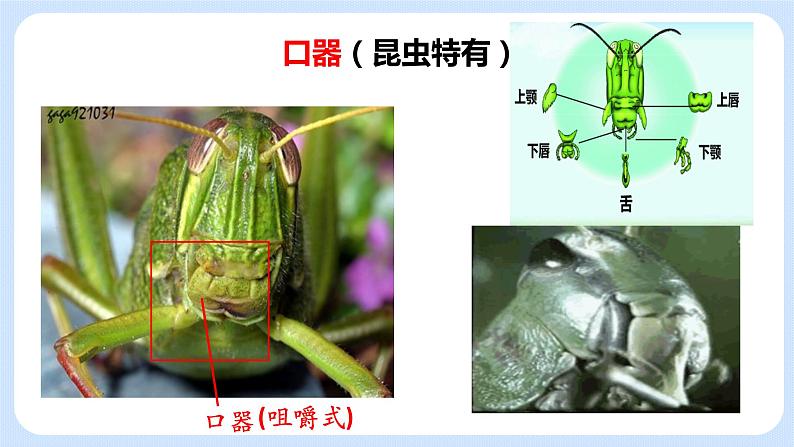 4.2《动物——节肢动物 》课件07