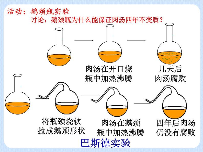 4.3《微生物——细菌和病毒》 课件08