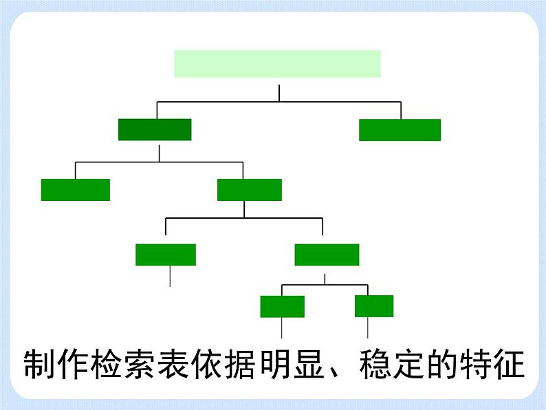 4.4《 生物的分类——分类检索表》 课件05