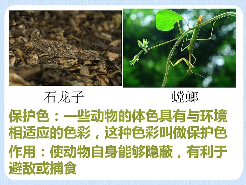 5.1《生物与环境》 课件08