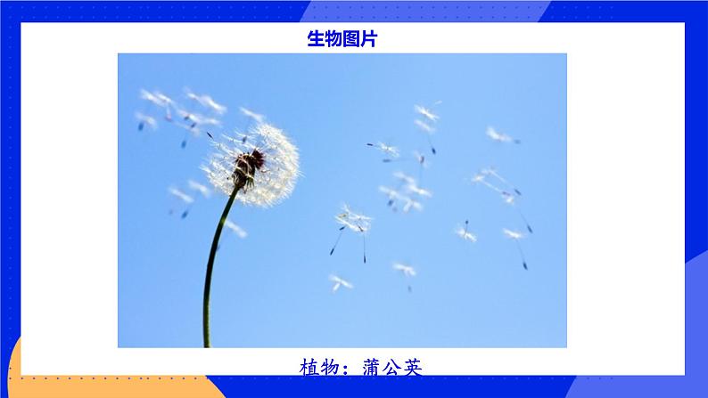 1.1.1《 我们周围的生物》课件+练习05