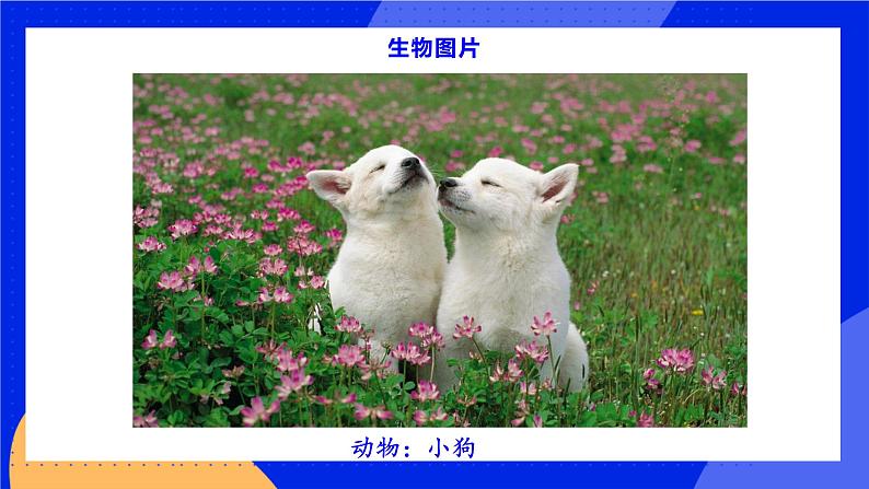 1.1.1《 我们周围的生物》课件+练习06