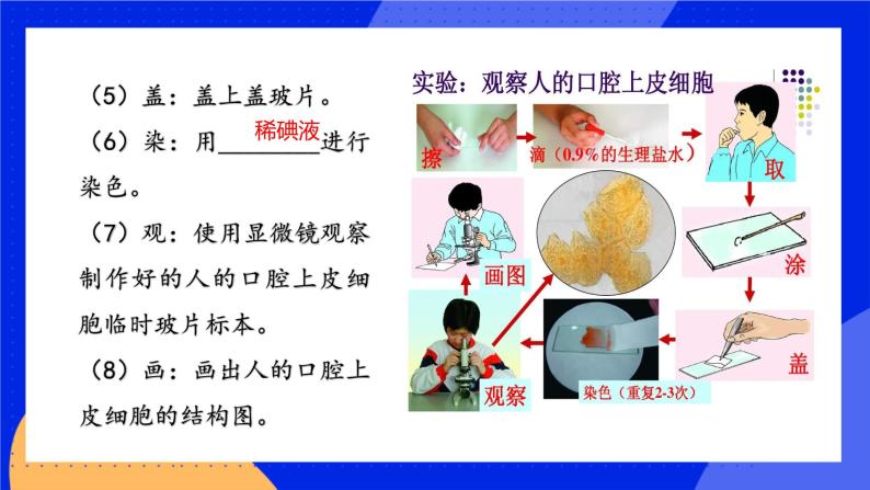 2.3.2《人和动物细胞的结构与功能》课件+练习05