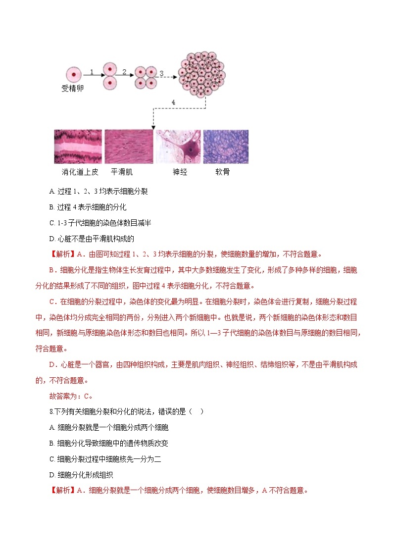 2.3.3《细胞的分裂与分化》 课件+练习03