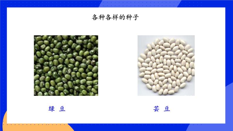 3.5.1《植物种子的萌发》课件+练习08