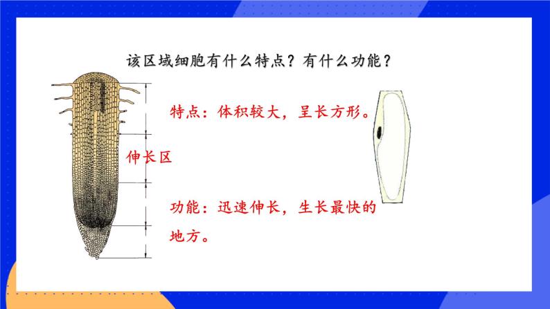 3.5.2《 植物根的生长》 课件+练习08