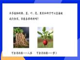 3.7.1《绿色植物是食物之源》课件+练习