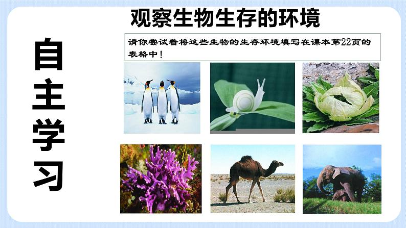 2.1《生物生存的环境》课件03