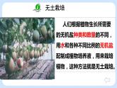 4.2《植物的生长需要水和无机盐》（第一课时）课件