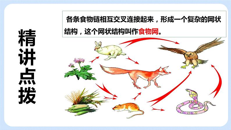 6.2《食物网》课件03