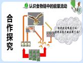 6.2《食物网》课件