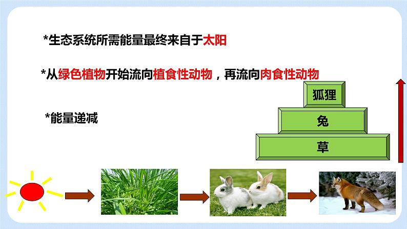 6.2《食物网》课件07