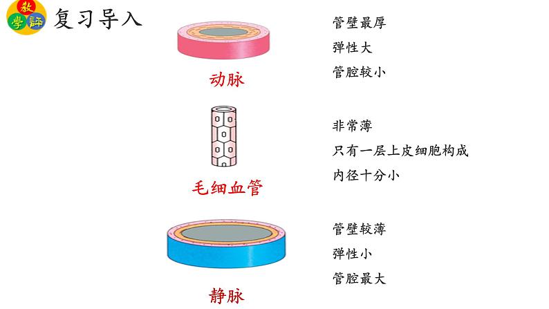 3.3.3物质运输的途径课件PPT02