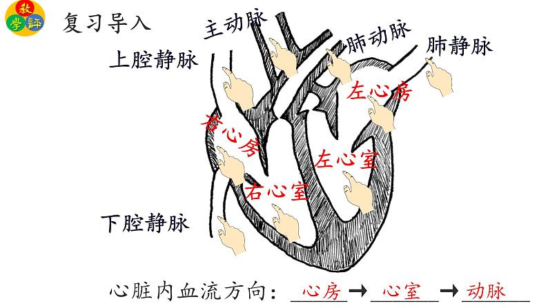 3.3.3物质运输的途径课件PPT04