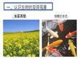 人教版第五节生物的变异课件PPT