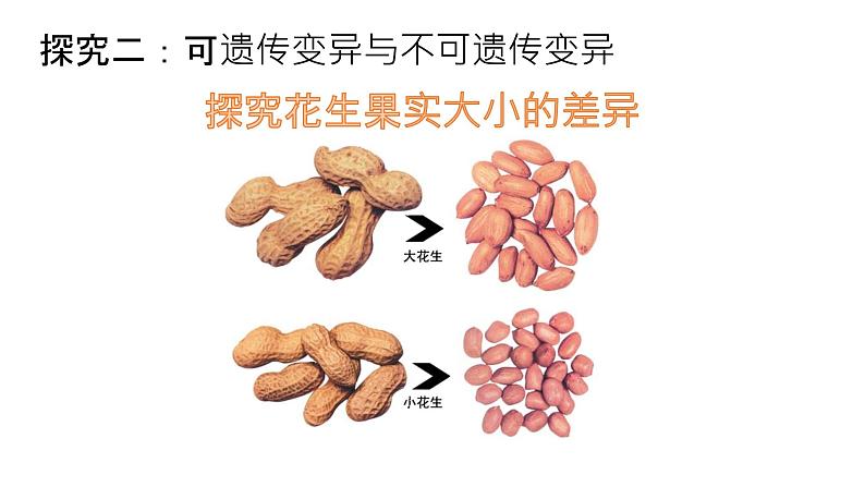 人教版第五节生物的变异课件PPT第7页