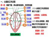 4.4.3输送血液的泵——心脏（第2课时） 课件