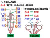 4.4.3输送血液的泵——心脏（第2课时） 课件
