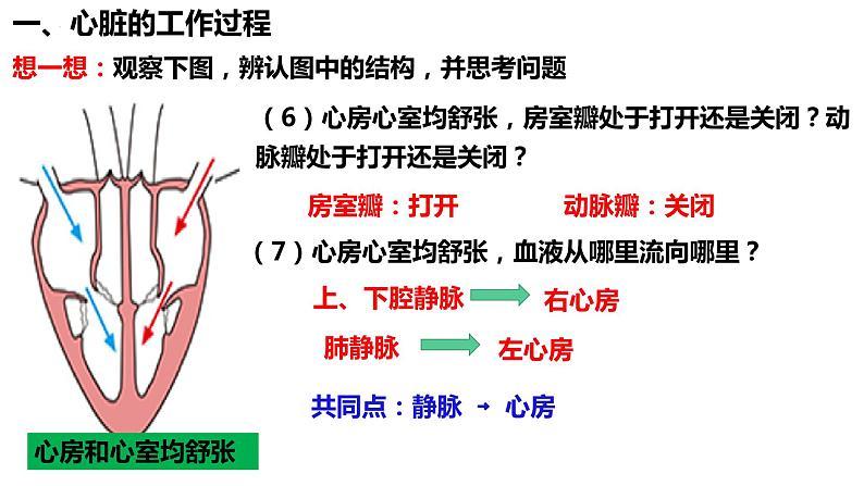 4.4.3输送血液的泵——心脏（第2课时） 课件06