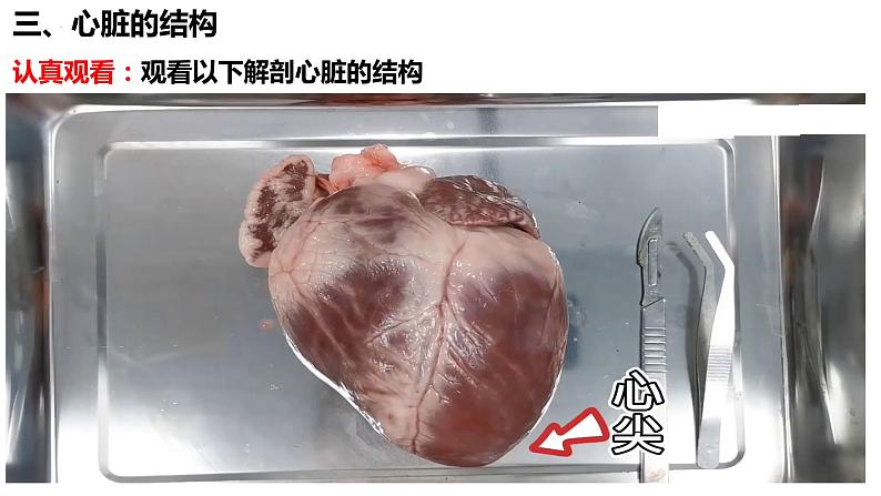 4.4.3输送血液的泵——心脏（第1课时） 课件07