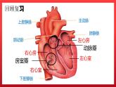 4.3输送血液的泵——心脏（第二课时）课件PPT