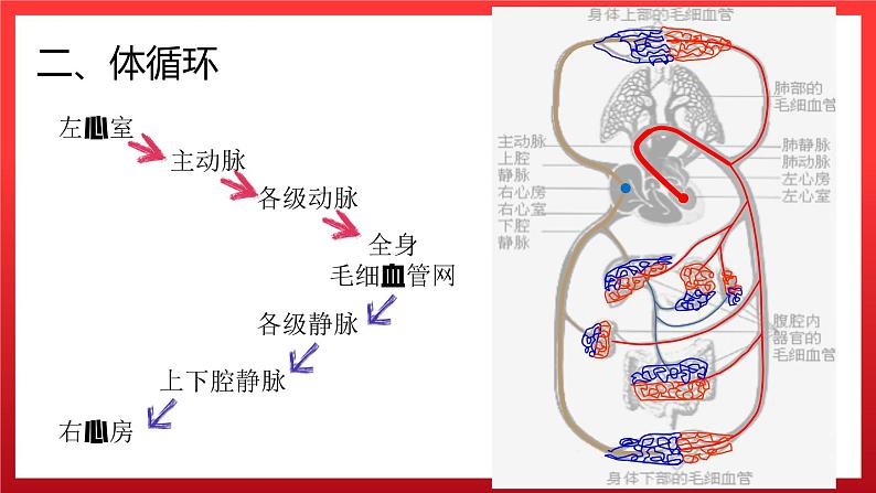 4.3输送血液的泵——心脏（第二课时）课件PPT06