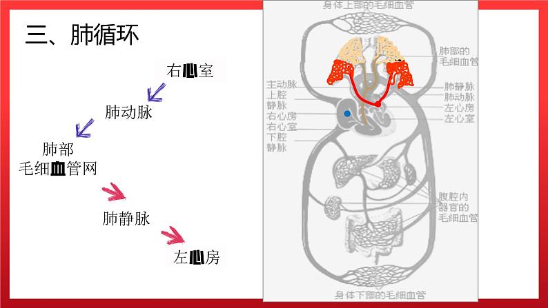 4.3输送血液的泵——心脏（第二课时）课件PPT08