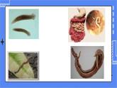 5.1.1  腔肠动物和扁形动物 课件 人教版八年级上册生物 (3视频素材)