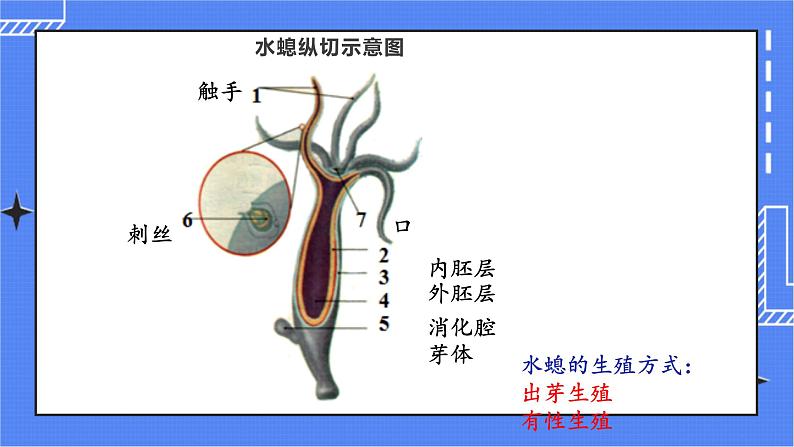 5.1.1  腔肠动物和扁形动物 课件 人教版八年级上册生物 (3视频素材)07