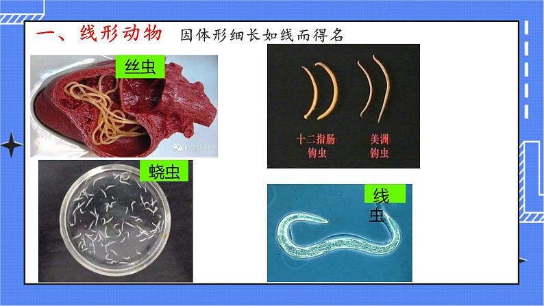 5.1.2 线形动物和环节动物 课件 人教版八年级上册生物 (2视频素材)03