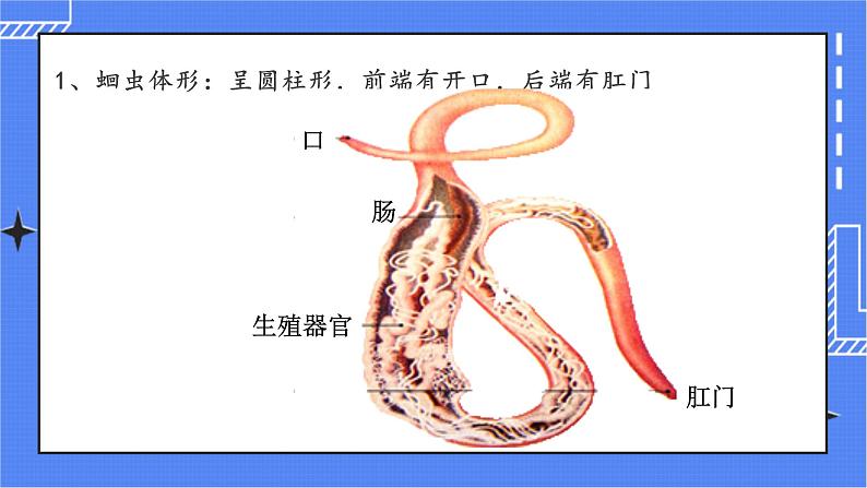 5.1.2 线形动物和环节动物 课件 人教版八年级上册生物 (2视频素材)05